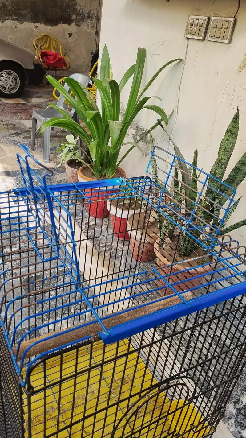 Cage for Big Parrot — photo 3