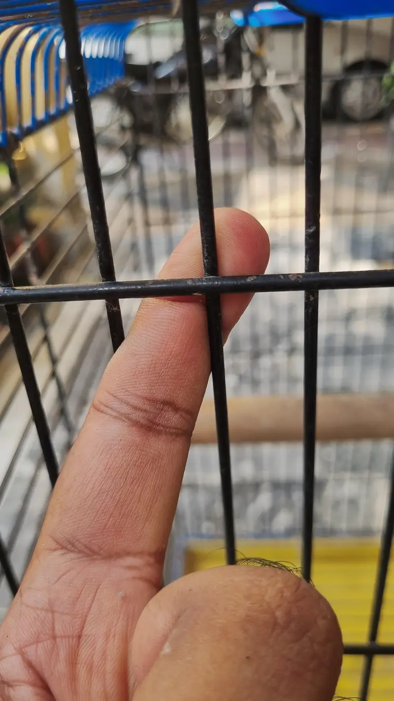 Cage for Big Parrot — photo 4