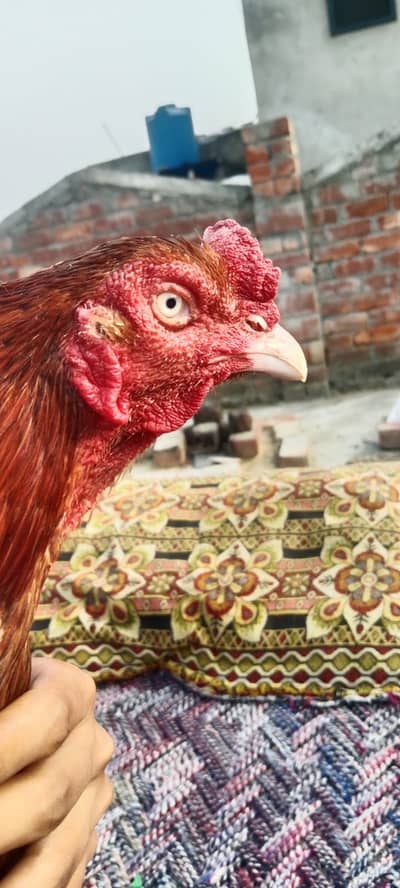 aseel pakistani pair high quality for sale