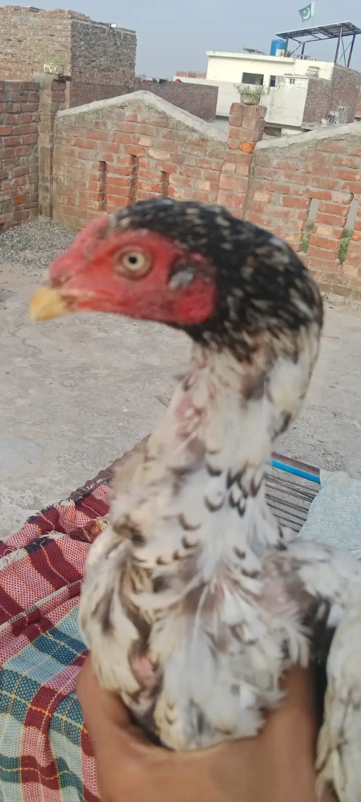 aseel pakistani pair high quality for sale — photo 2