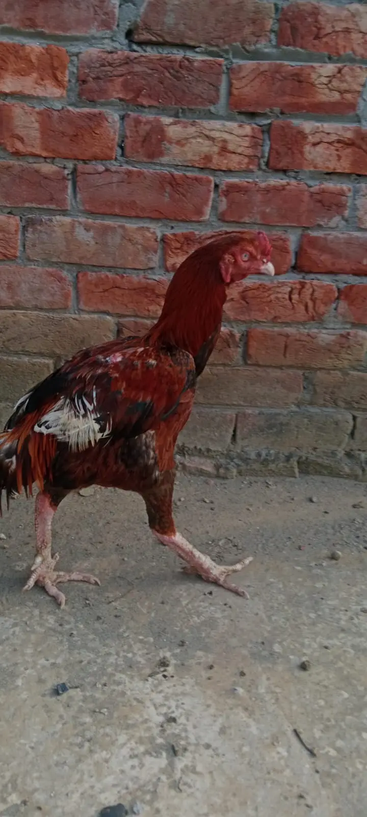 aseel pakistani pair high quality for sale — photo 3