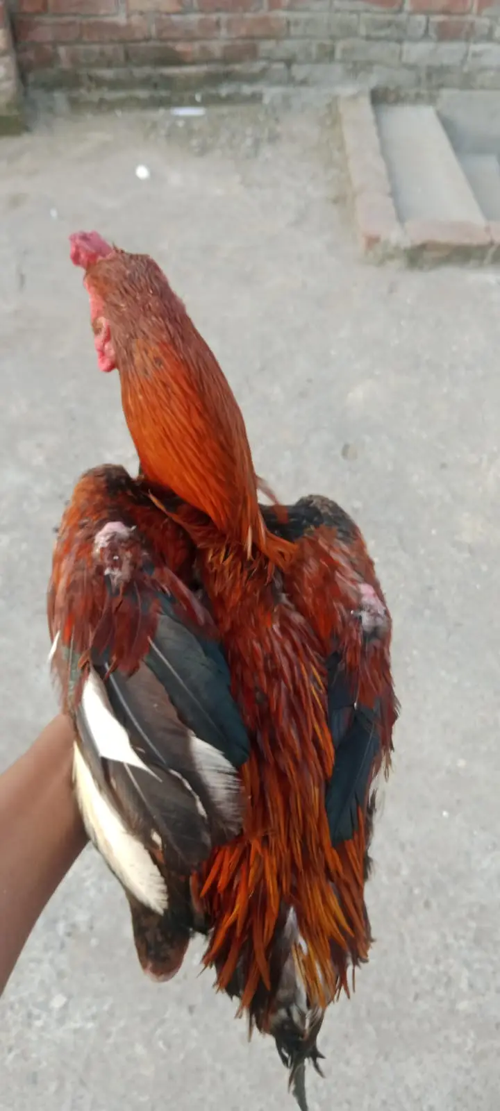 aseel pakistani pair high quality for sale — photo 4