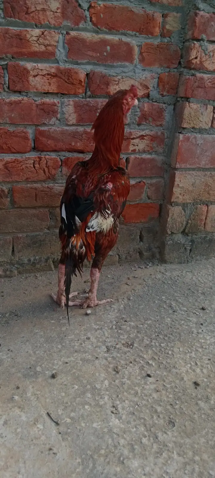 aseel pakistani pair high quality for sale — photo 5