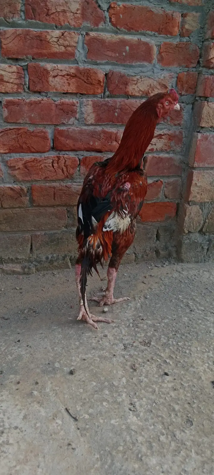 aseel pakistani pair high quality for sale — photo 6