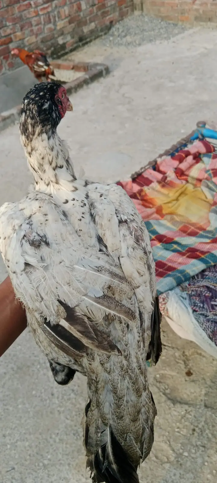 aseel pakistani pair high quality for sale — photo 8
