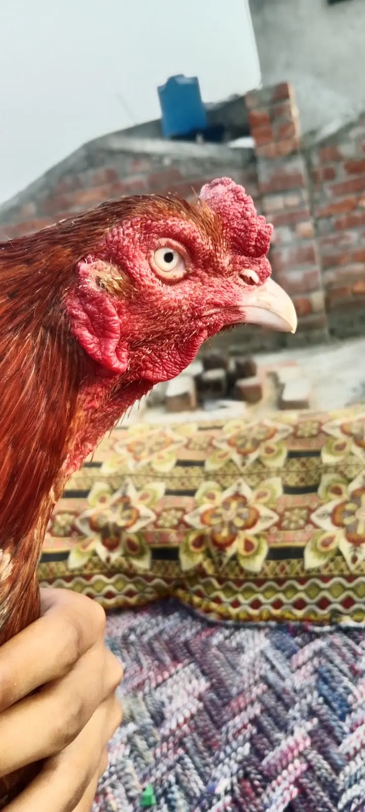 aseel pakistani pair high quality for sale — photo 9
