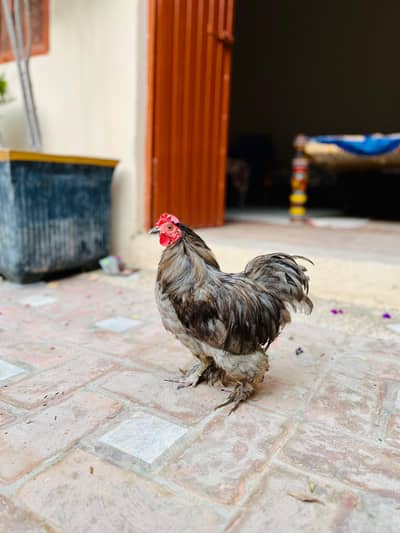 bantam male for sale