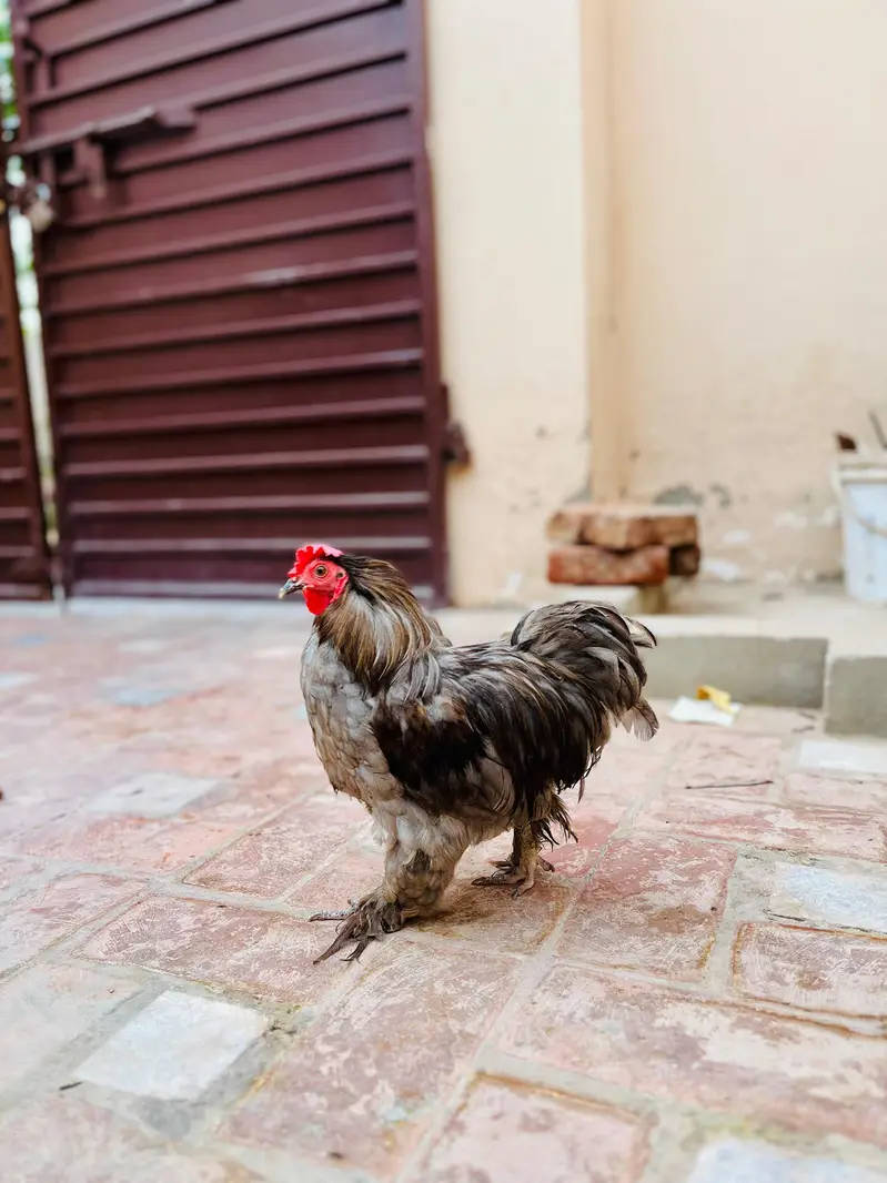 bantam male for sale — photo 2
