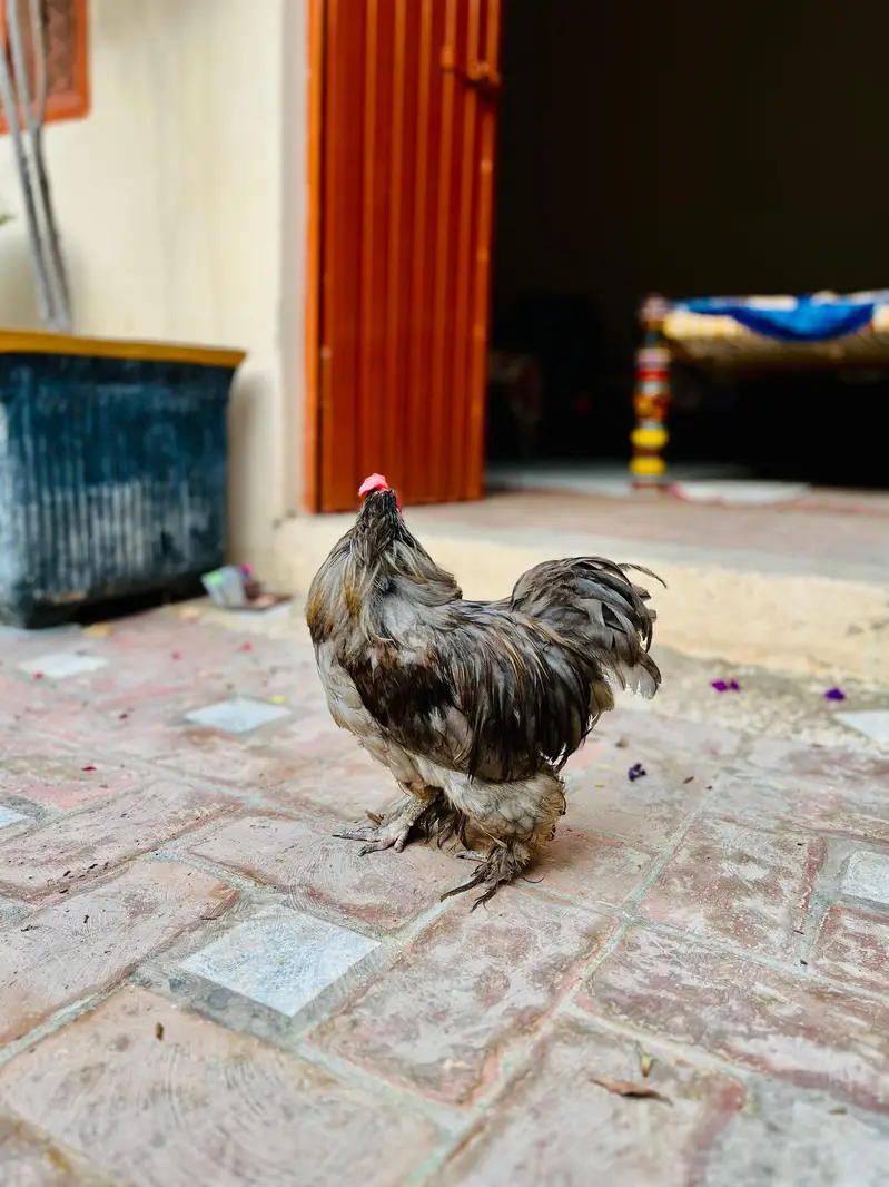 bantam male for sale — photo 3