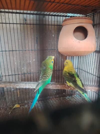 Rainbows blackwingxsplit bf and 2 extra female