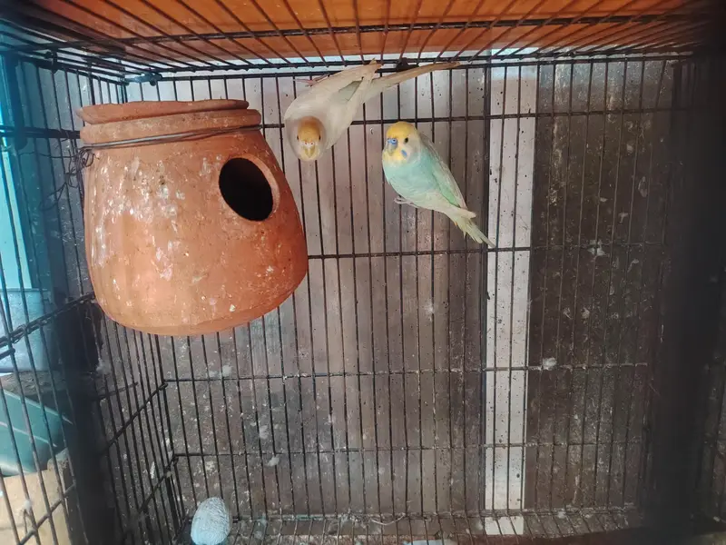 Rainbows blackwingxsplit bf and 2 extra female — photo 2