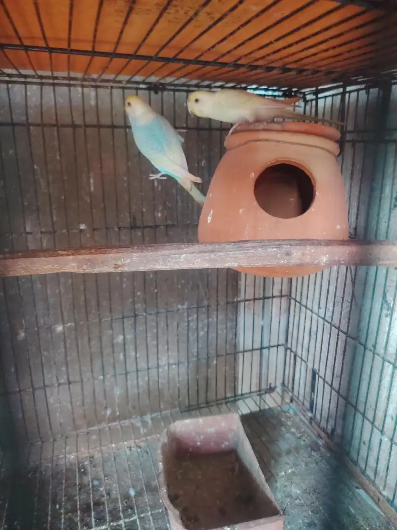 Rainbows blackwingxsplit bf and 2 extra female — photo 3