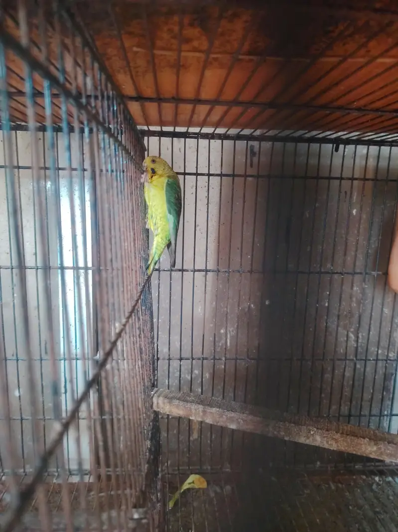 Rainbows blackwingxsplit bf and 2 extra female — photo 4