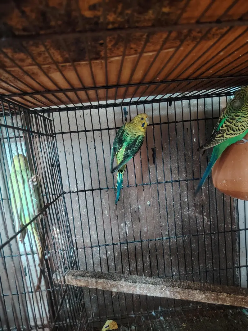 Rainbows blackwingxsplit bf and 2 extra female — photo 5