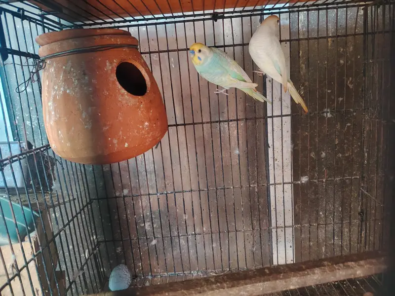 Rainbows blackwingxsplit bf and 2 extra female — photo 6