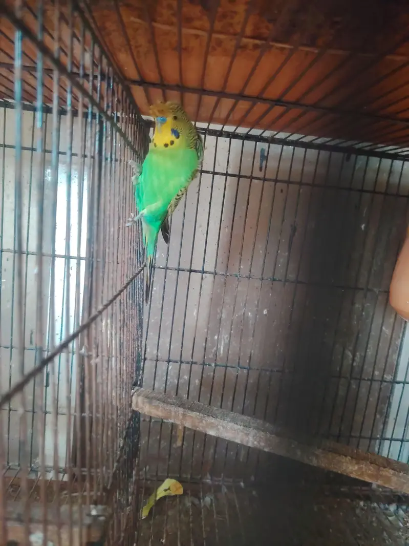 Rainbows blackwingxsplit bf and 2 extra female — photo 7
