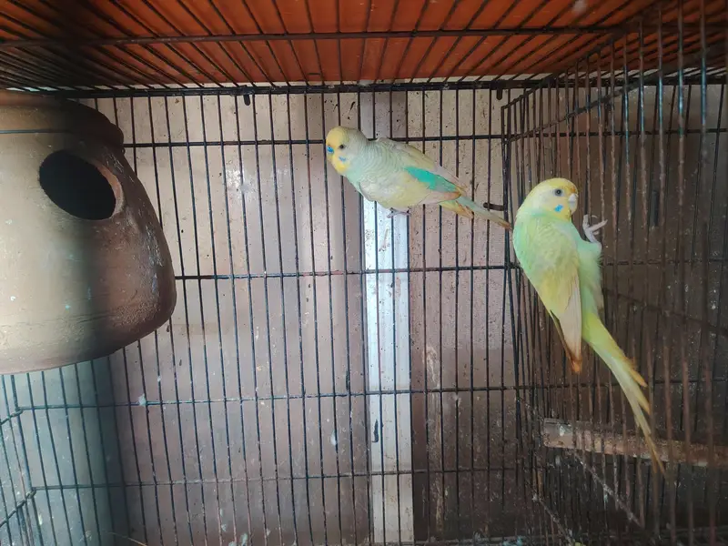 Rainbows blackwingxsplit bf and 2 extra female — photo 8