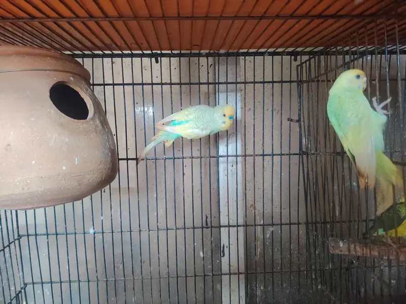 Rainbows blackwingxsplit bf and 2 extra female — photo 9