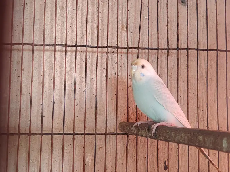 Rainbows blackwingxsplit bf and 2 extra female — photo 10