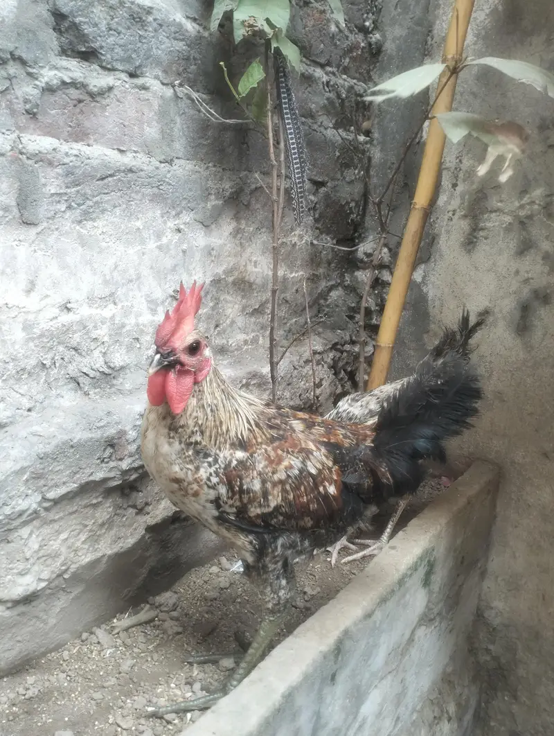 full healthy pair — photo 2