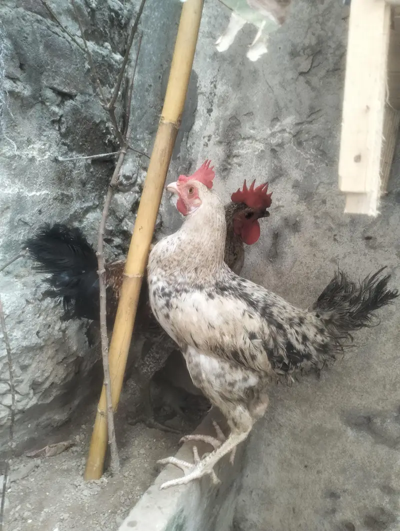 full healthy pair — photo 3