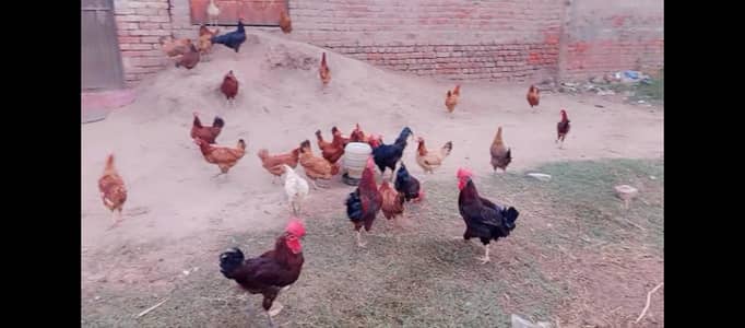 ghr ki Pali hui hens hn  healthy and active
