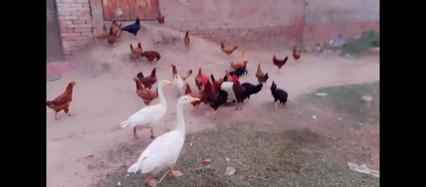 ghr ki Pali hui hens hn  healthy and active — photo 2