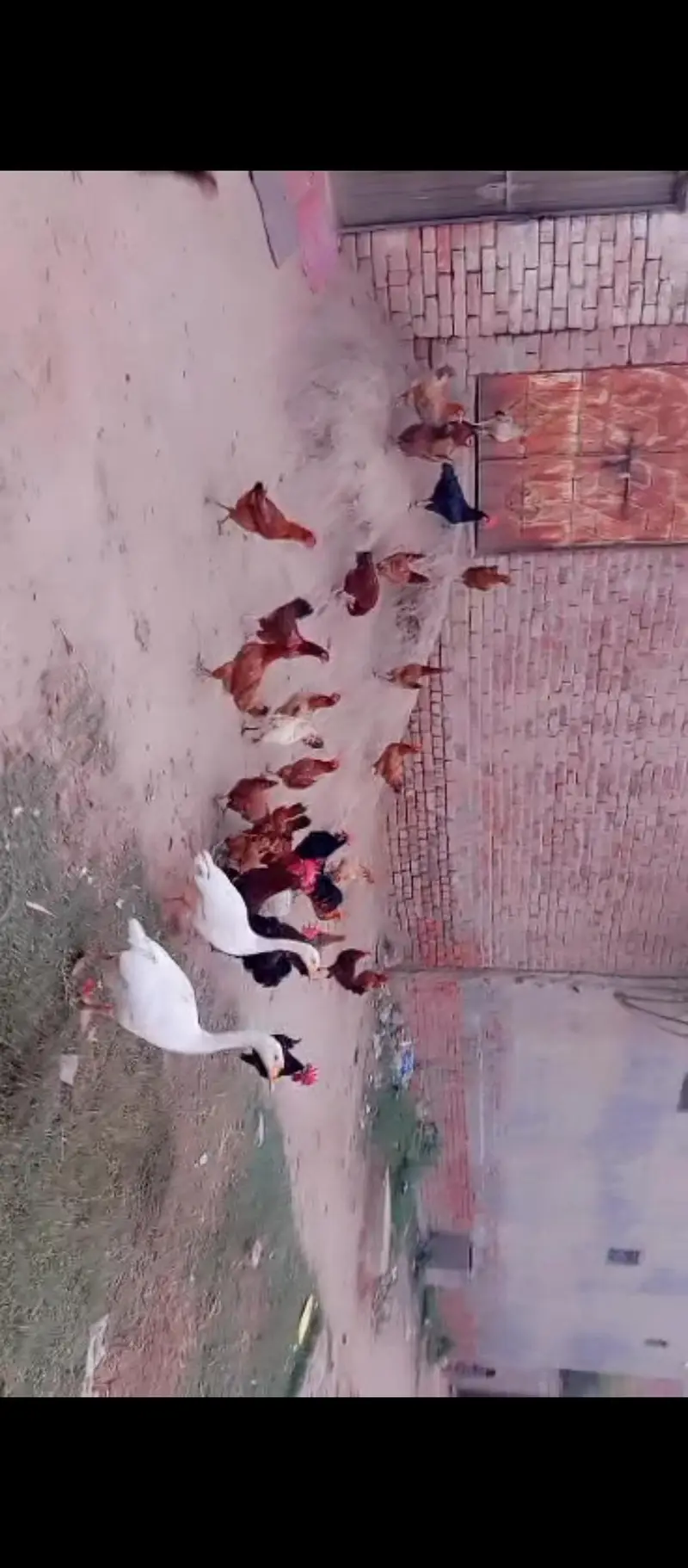 ghr ki Pali hui hens hn  healthy and active — photo 3