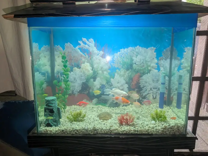 Fish Aquarium with multiple fishes