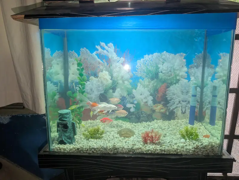 Fish Aquarium with multiple fishes — photo 2