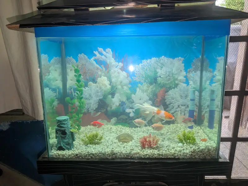 Fish Aquarium with multiple fishes — photo 3