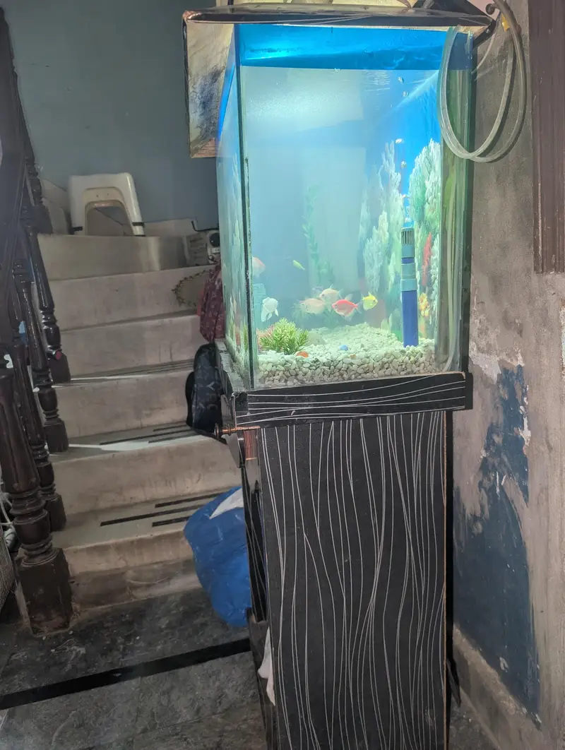 Fish Aquarium with multiple fishes — photo 4