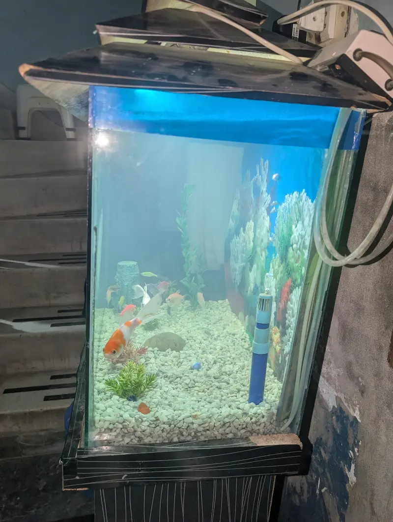 Fish Aquarium with multiple fishes — photo 6