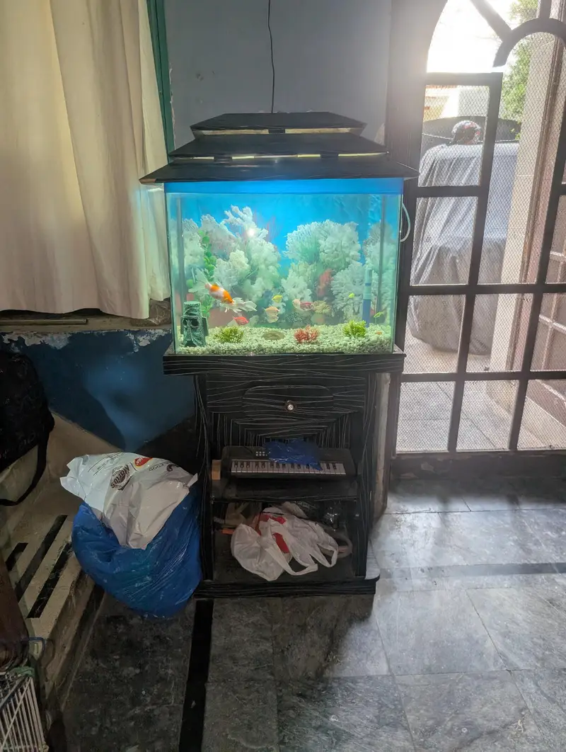 Fish Aquarium with multiple fishes — photo 7