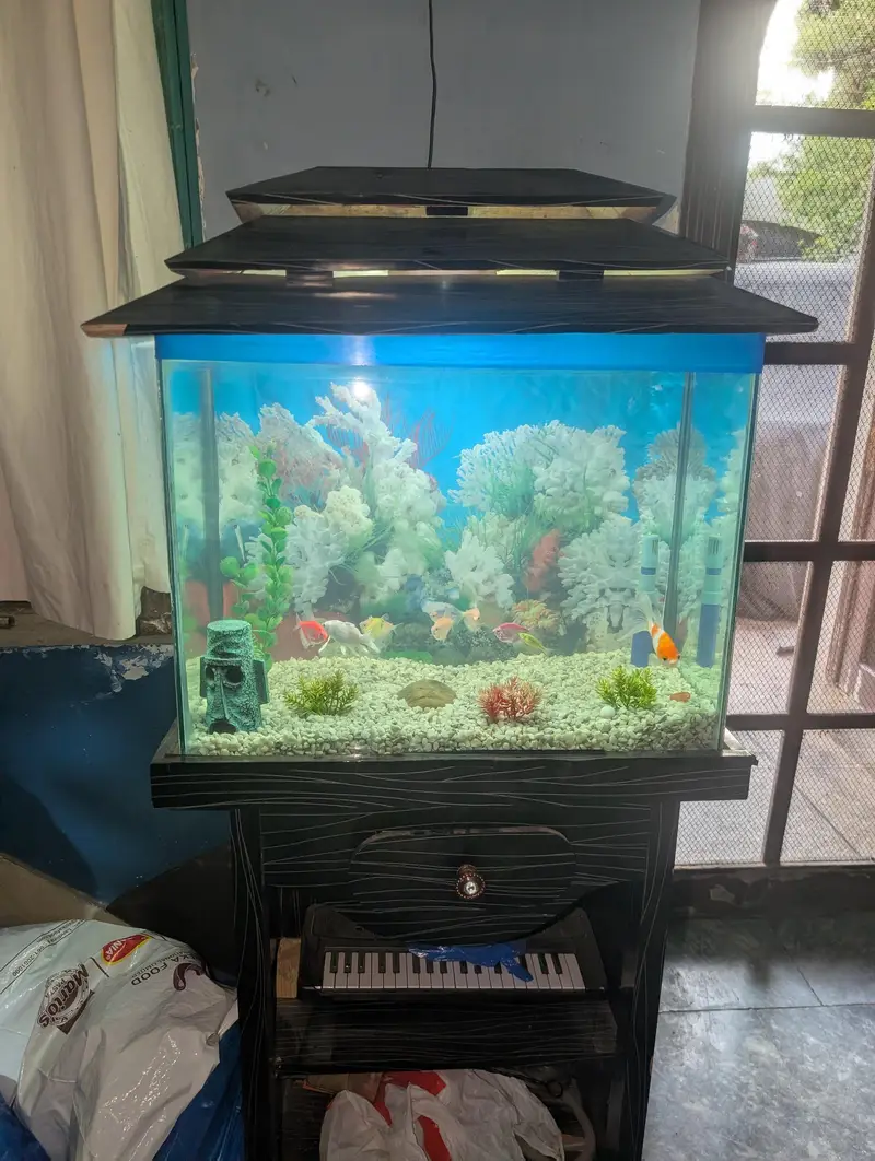 Fish Aquarium with multiple fishes — photo 8