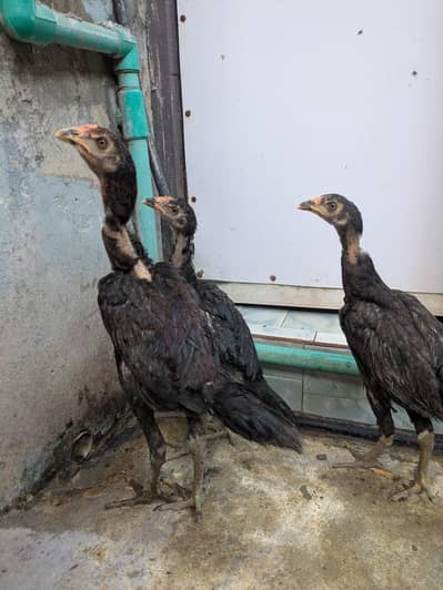 aseel male females available