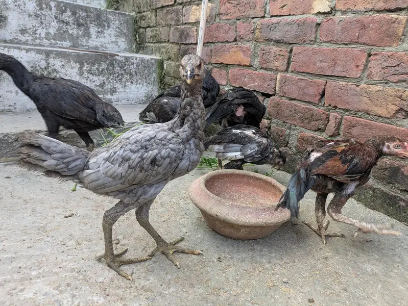 aseel male females available — photo 2