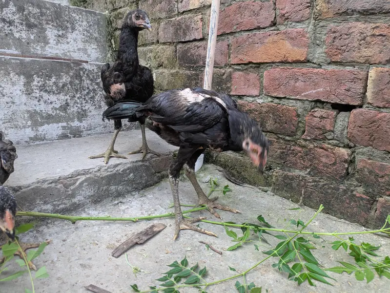 aseel male females available — photo 3