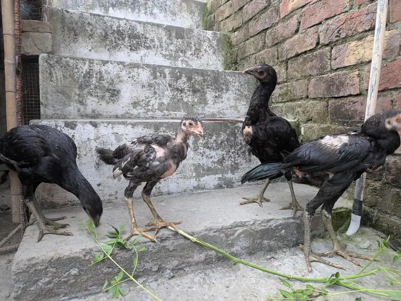 aseel male females available — photo 4