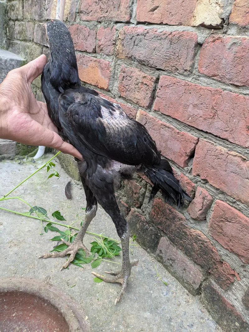 aseel male females available — photo 5