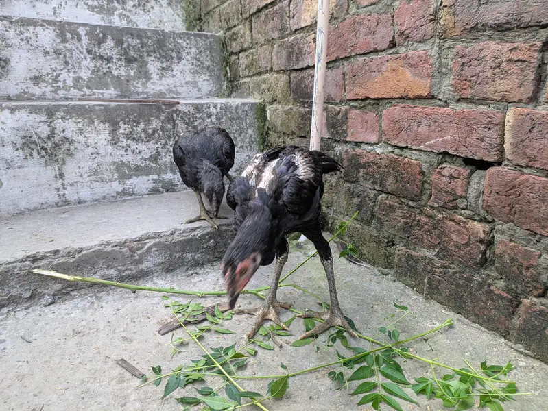 aseel male females available — photo 6