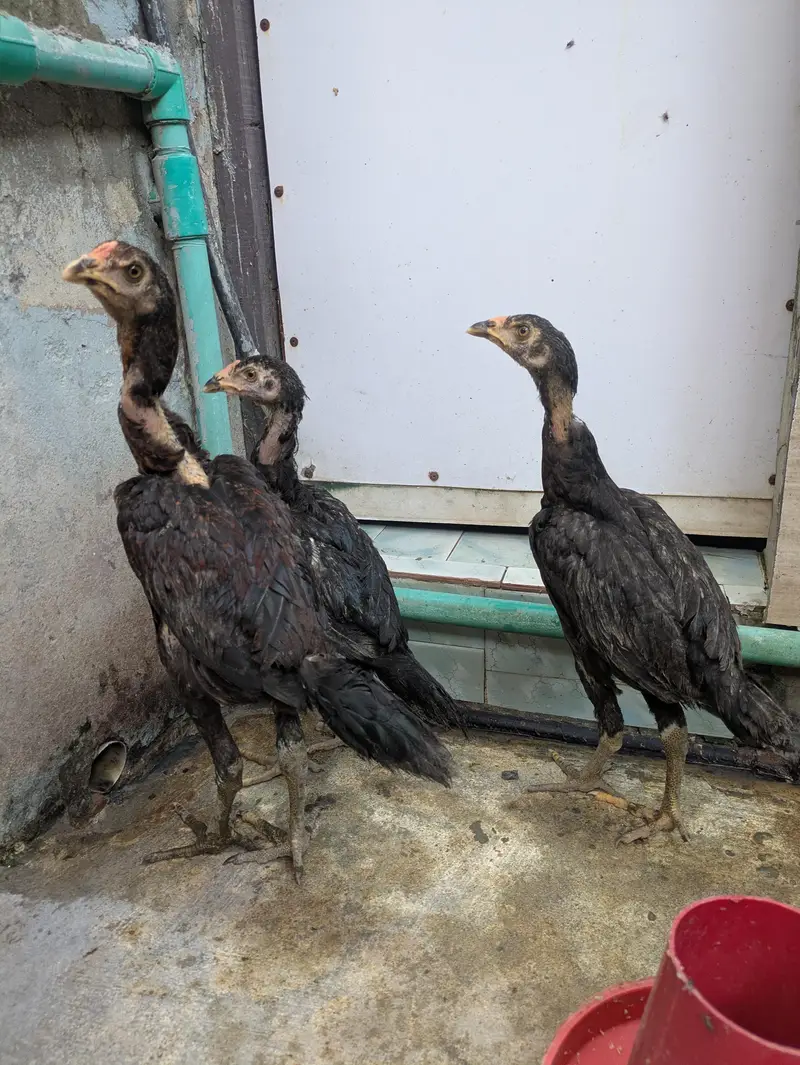 aseel male females available — photo 7