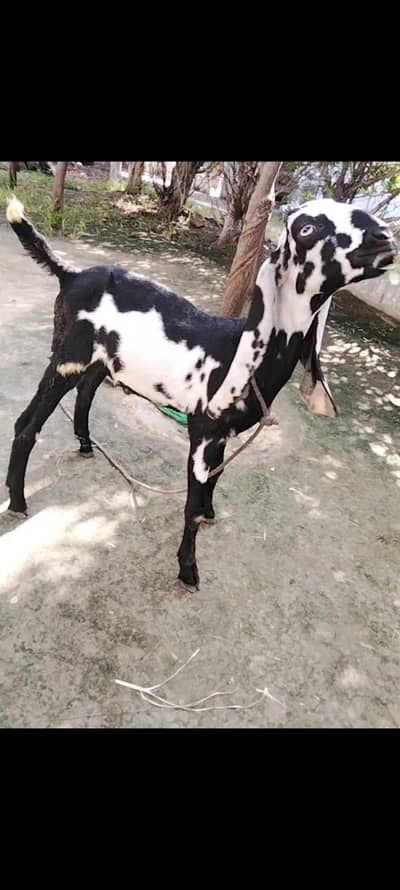 Amratsari   |  Goat  | bakra  | chatra 0300-0091606