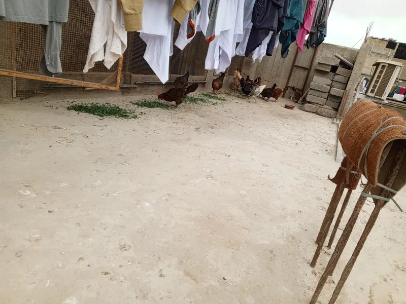 misri — photo 5