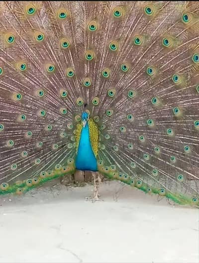 mor 1 male or 3 females