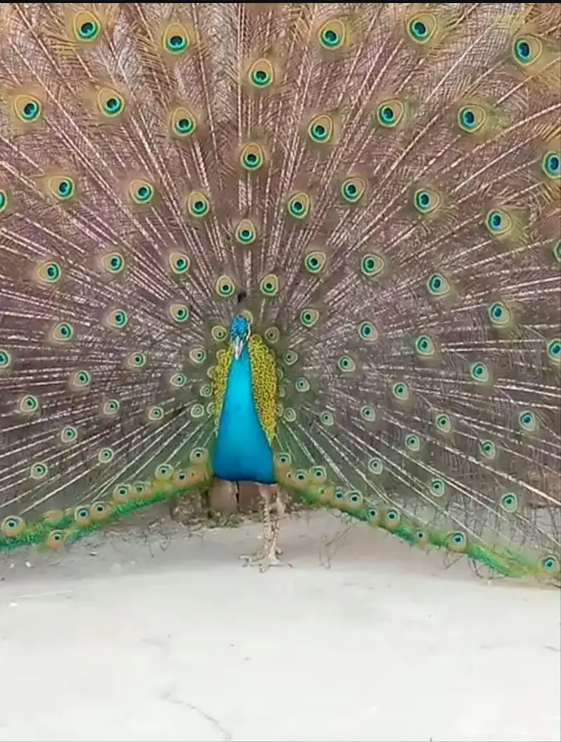 1 male + 3 female peacocks 3 years age egs laying healthy & active 60k
