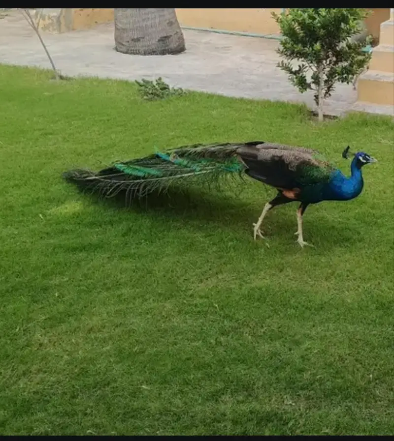 1 male + 3 female peacocks 3 years age egs laying healthy & active 60k — photo 2