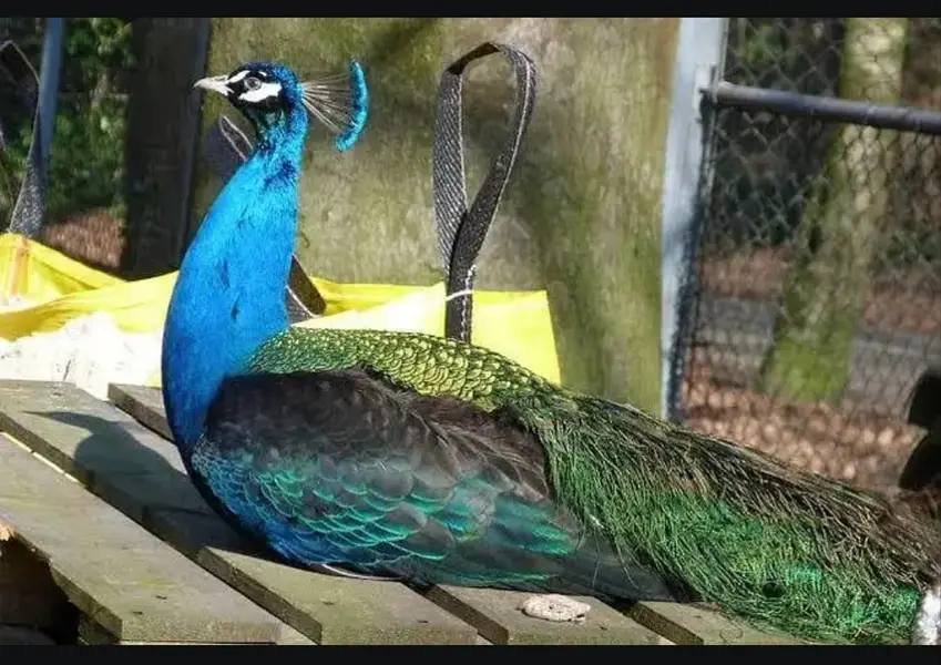 1 male + 3 female peacocks 3 years age egs laying healthy & active 60k — photo 3