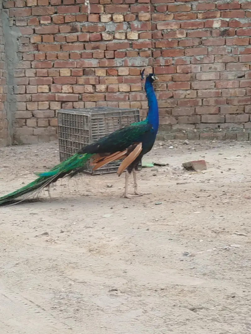 1 male + 3 female peacocks 3 years age egs laying healthy & active 60k — photo 4