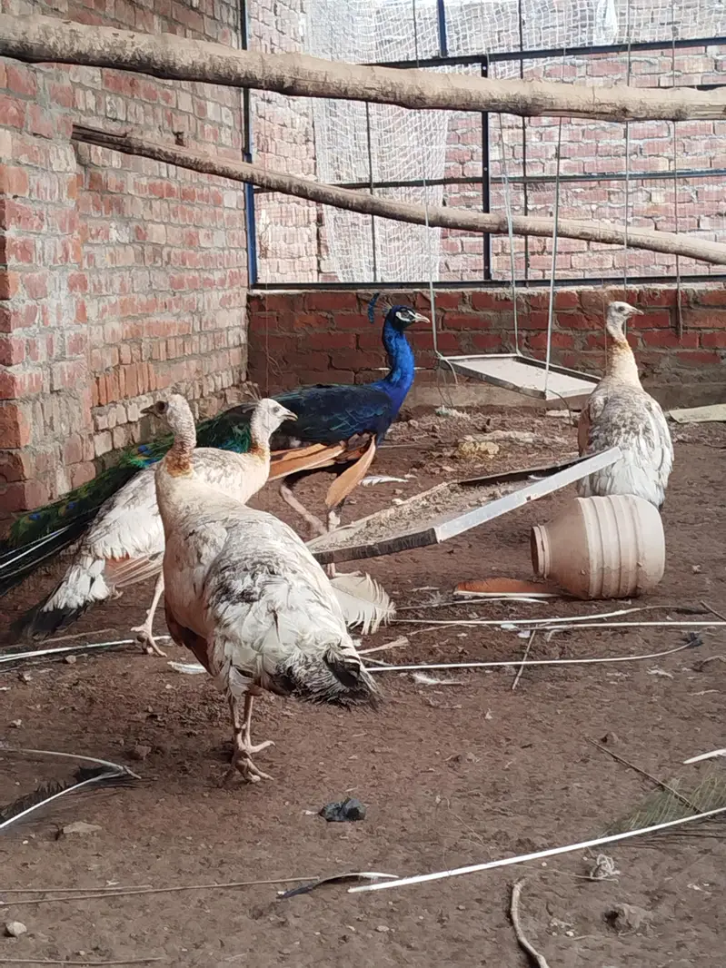 1 male + 3 female peacocks 3 years age egs laying healthy & active 60k — photo 5